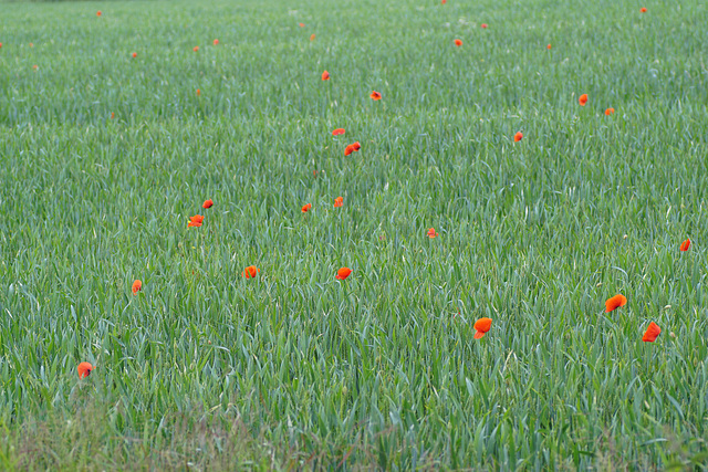 Roggen mit Mohn