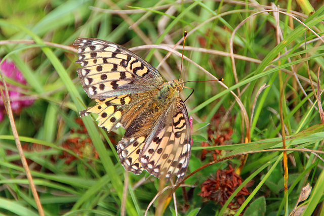 Dark Green Fritillary