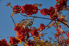 Red Berries