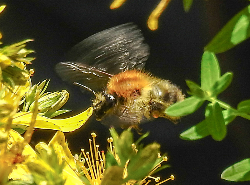 20200623 8969CPw [D~LIP] Veränderliche Hummel, Johanniskraut (Hypericum perforatum), Bad Salzuflen
