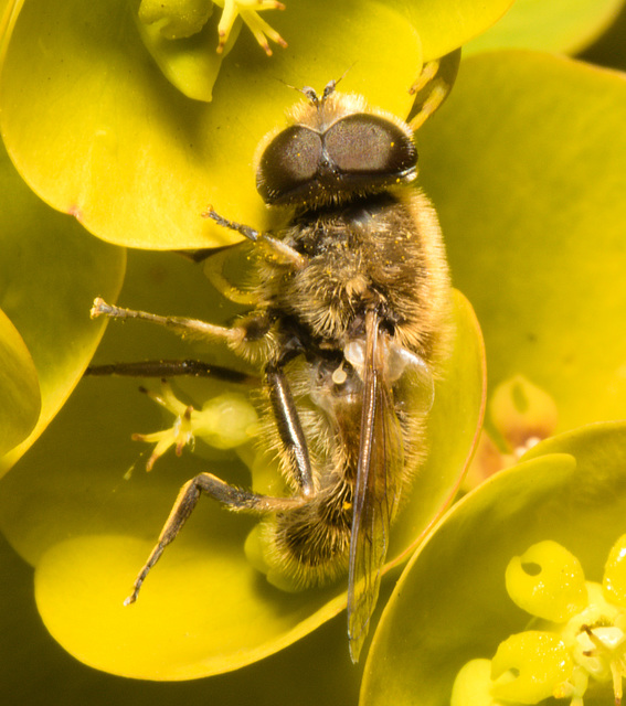 EF7A2524Hoverfly
