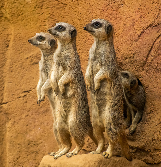 Meerkats