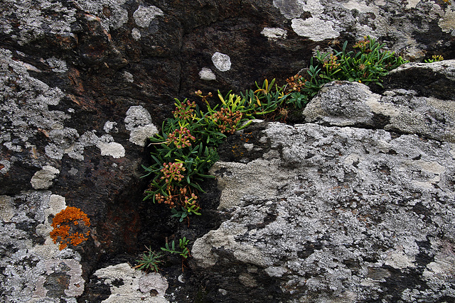 Plante vivace de bord de mer