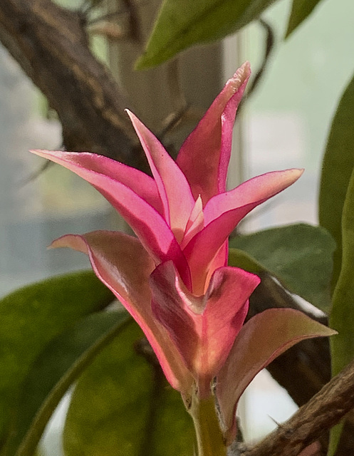 In the palm house of Trädgårdsföreningen 9