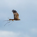 Marsh harrier