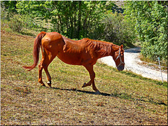 Briançon: un bel cavallo nel prato recintato - HFF