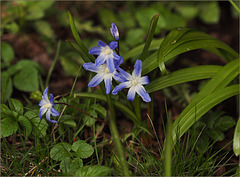 Squill