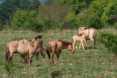 Wildpferde