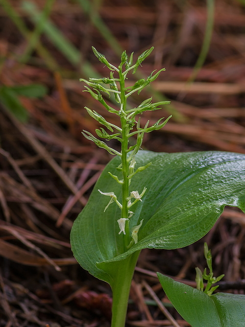 Malaxis abieticola (Arizona Adder's-mouth orchid)