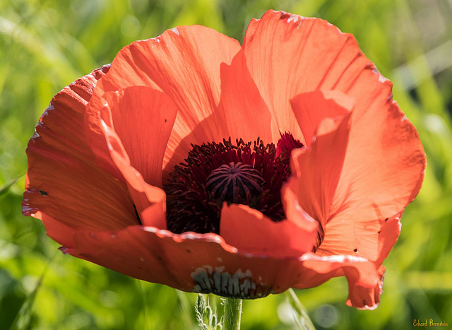 Klatschmohn