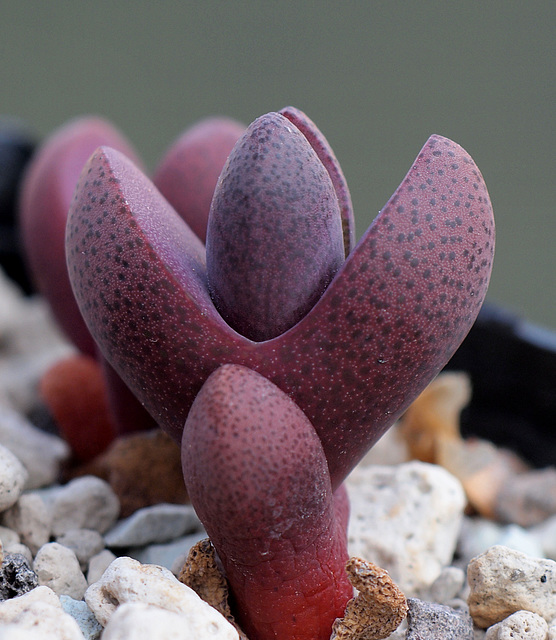 Pleiospilos nelii 'Royal Flush'