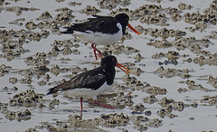 20180404 3484CPw [D~AUR] Austernfischer (Haematopus ostralegus), Norderney