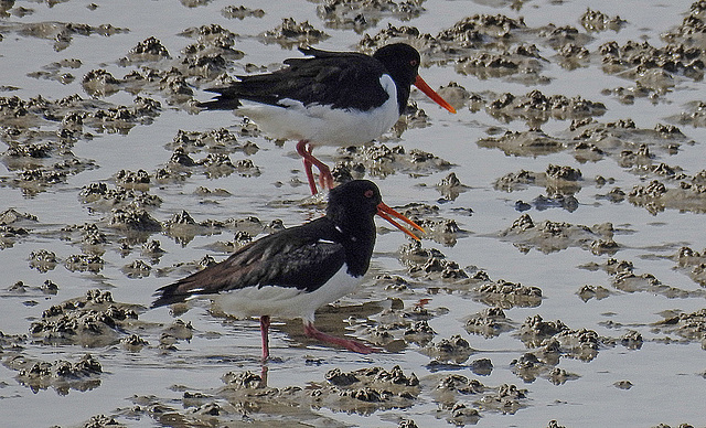 20180404 3484CPw [D~AUR] Austernfischer (Haematopus ostralegus), Norderney