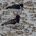 20180404 3484CPw [D~AUR] Austernfischer (Haematopus ostralegus), Norderney