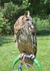 Bengal Eagle Owl 2