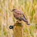 Kestrel