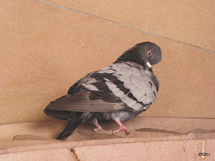 LR-1030943