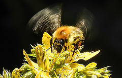 20200623 8970CPw [D~LIP] Veränderliche Hummel, Johanniskraut (Hypericum perforatum), Bad Salzuflen