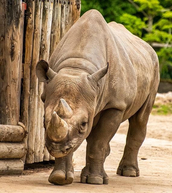 Rhino