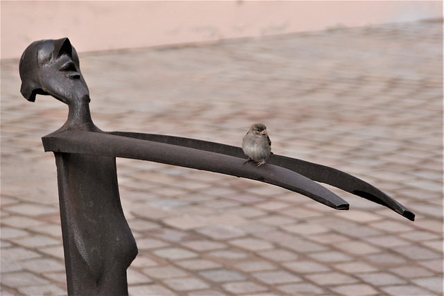 Der Schlafwandler hat 'nen Vogel Der Schlafwandler hat 'nen Vogel