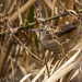 Cettis warbler