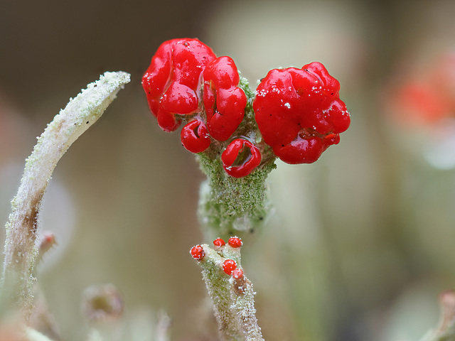 Cladonia-Flechte, Stack aus 50 Einzelbildern