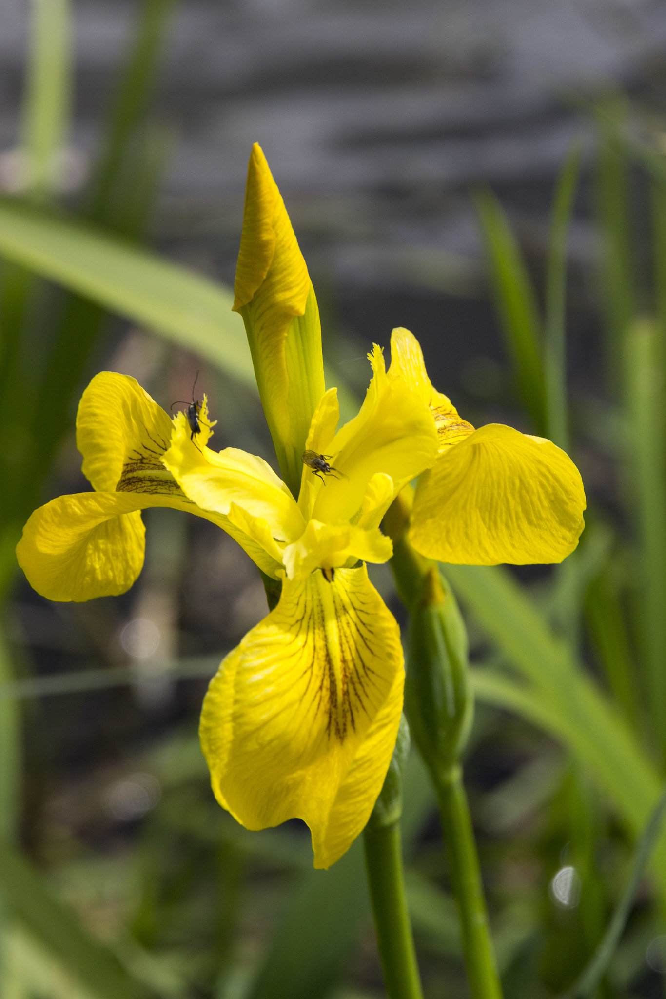 Yellow flag by the canal