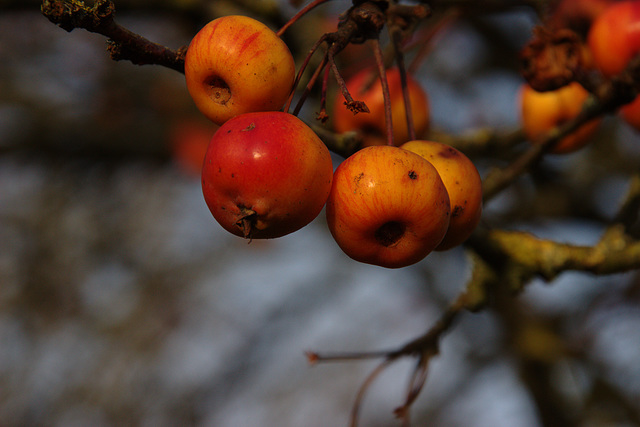 macros de toutes petites pommes