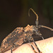 IMG 9303longhornbeetle