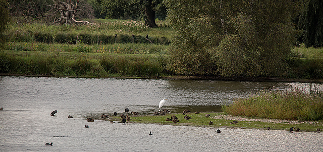 20150910 8718VRTw [D~PB] Silberreiher, Ente, Kormoran, Steinhorster Becken, Delbrück