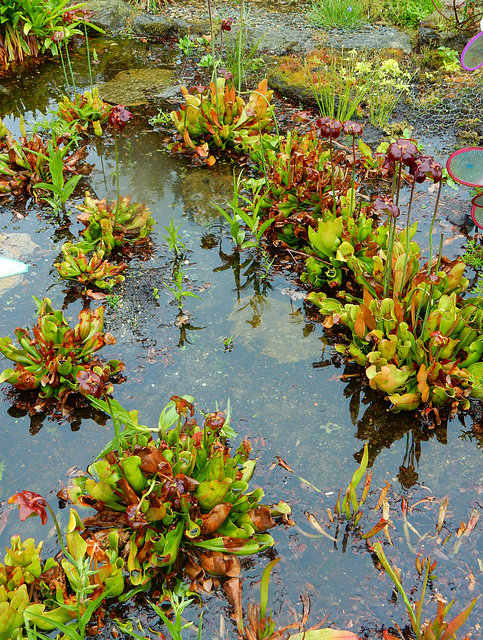 152  Das Moor im Garten