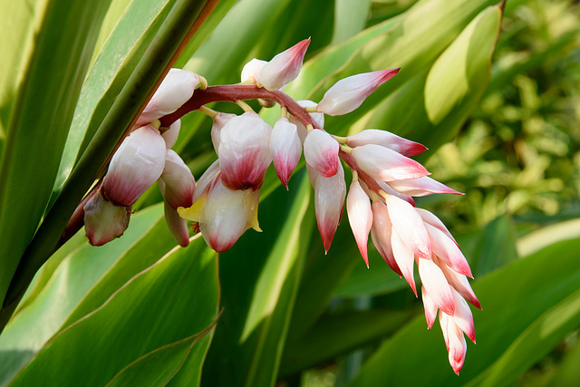 Plante inconnue de Madagascar !!!