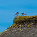 Mr and Mrs Wagtail