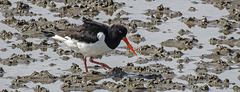 20180404 3485CPw [D~AUR] Austernfischer (Haematopus ostralegus), Norderney