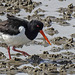 20180404 3485CPw [D~AUR] Austernfischer (Haematopus ostralegus), Norderney