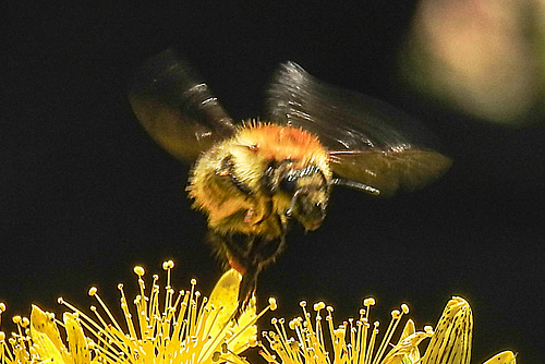 20200623 8973CPw [D~LIP] Veränderliche Hummel, Johanniskraut (Hypericum perforatum), Bad Salzuflen