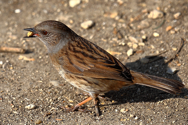 EOS 6D Peter Harriman 09 26 50 77032 dunnock2 dpp