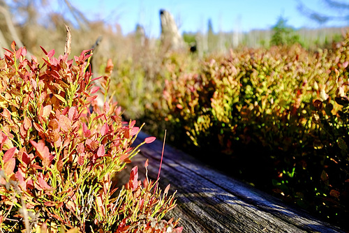 Die Heidelbeere im Herbst