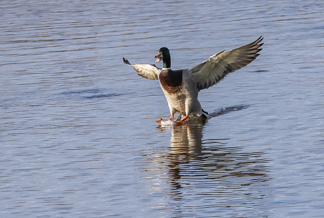 Mallard