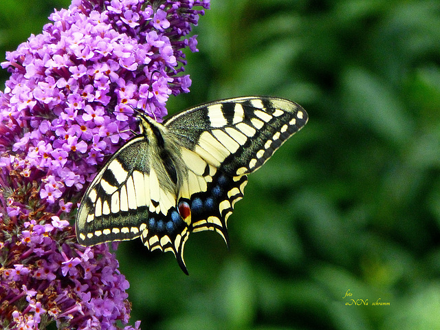 Schwalbenschwanz (Papilio machaon)