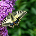 Schwalbenschwanz (Papilio machaon)