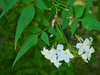 Jasmine Flowers