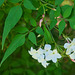 Jasmine Flowers