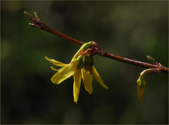 Forsythia