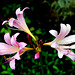 Resurrection Lily