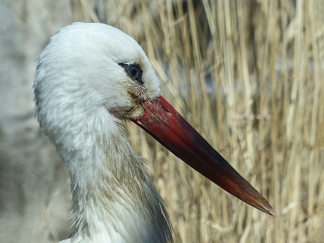 White Stork