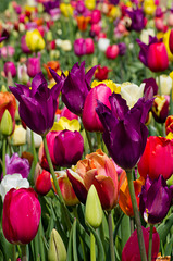 Tulpenpracht ++ tulips splendor