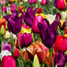 Tulpenpracht ++ tulips splendor