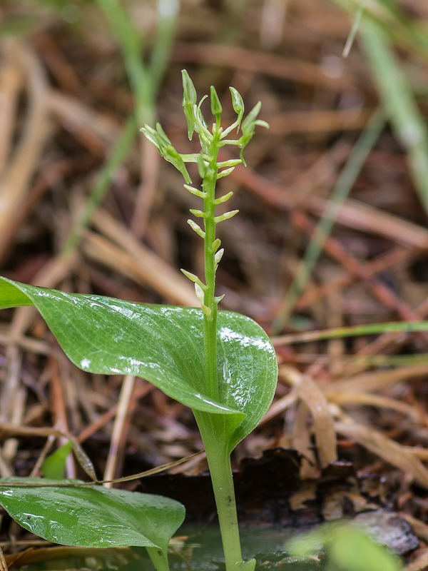 Malaxis abieticola (Arizona Adder's-mouth orchid)