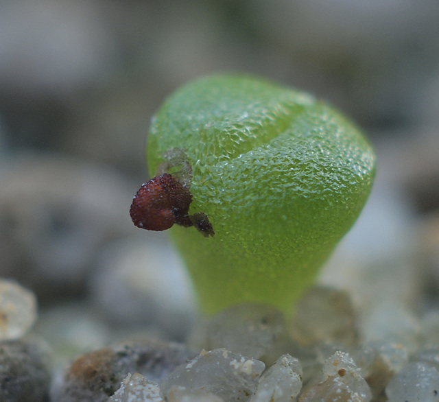 Lithops Sämling